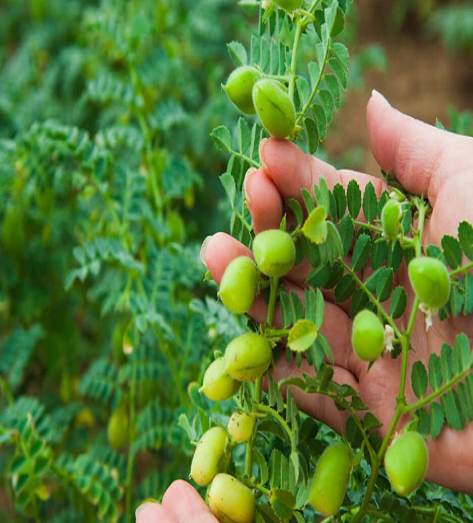 واردات نخود از روسیه
