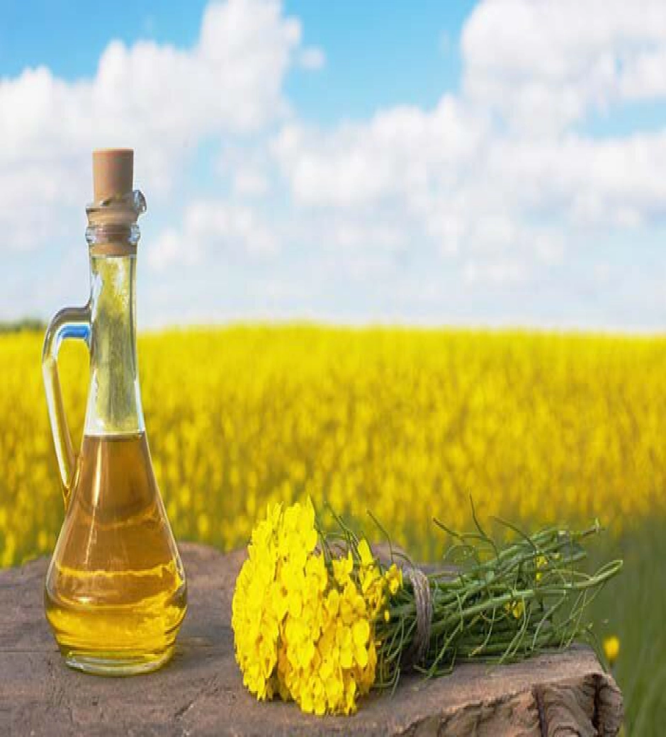 روغن کانولا (کلزا) فله و حلب