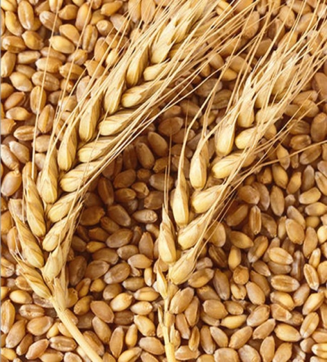 گندم دامی